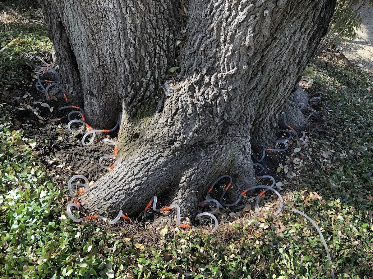 Detailed Tree Cabling and Bracing job site in Leck Kill