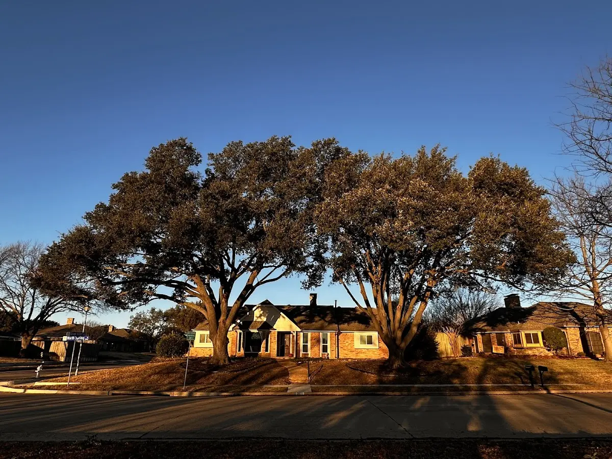 Established residential canopy tree shading a home in Leck Kill